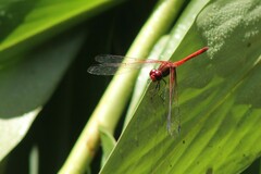 Dythemis rufinervis