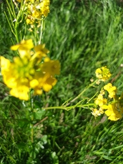 Barbarea vulgaris