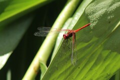 Dythemis rufinervis