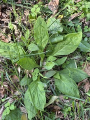 Hesperis matronalis