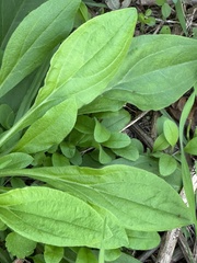 Hesperis matronalis