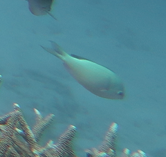 Chromis viridis