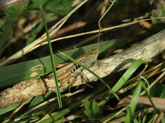 Chorthippus brunneus