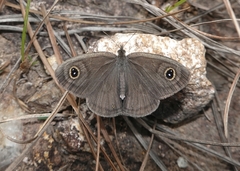 Ypthima norma