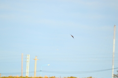 Tachycineta leucopyga