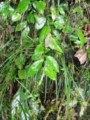 Pothos chinensis