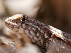 Liolaemus grosseorum