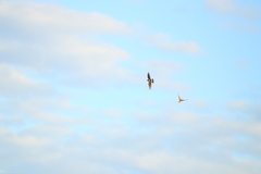 Tachycineta leucopyga