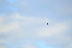 Tachycineta leucopyga