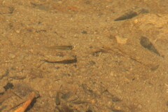 Poecilia reticulata