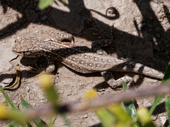 Liolaemus grosseorum