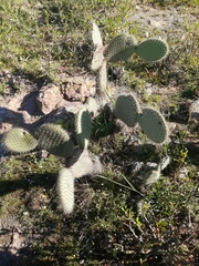 Opuntia leucotricha