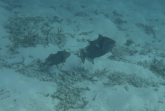 Balistoides viridescens