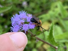 Melissodes dentiventris