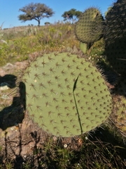 Opuntia leucotricha