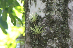 Tillandsioideae