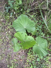 Piper umbellatum