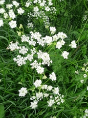 Anthriscus sylvestris