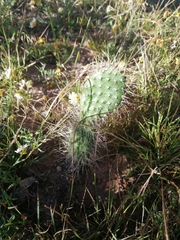 Opuntia leucotricha