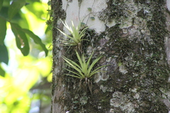 Tillandsioideae