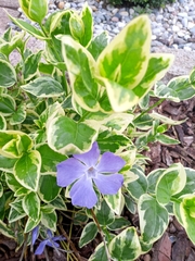 Vinca