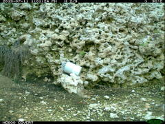 Anthus australis
