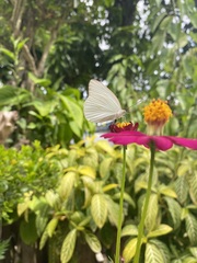 Ascia monuste monuste