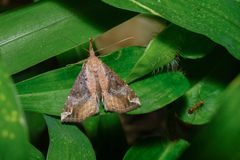 Hypena laceratalis
