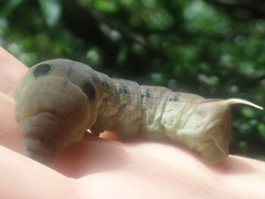 Hippotion celerio