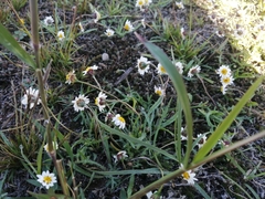 Tridax coronopifolia