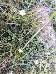 Tridax coronopifolia