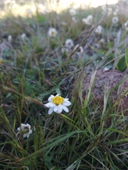 Tridax coronopifolia