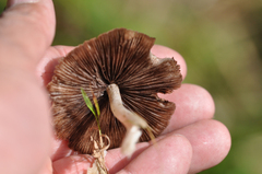 Psathyrella piluliformis