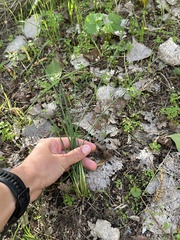 Allium vineale