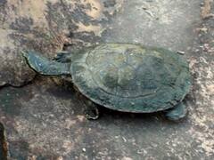 Phrynops geoffroanus