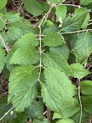 Callicarpa americana