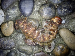 Actias aliena aliena