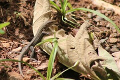 Pholidoscelis exsul