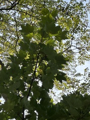 Acer pseudoplatanus