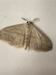 Scopula umbilicata
