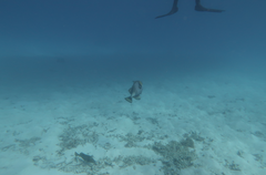 Balistoides viridescens