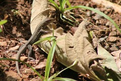 Pholidoscelis exsul