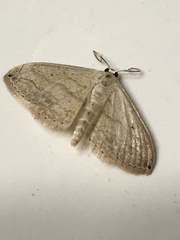 Scopula umbilicata