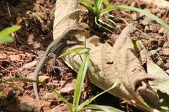 Pholidoscelis exsul