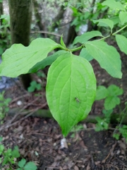 Cornus sanguinea