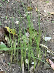 Allium vineale