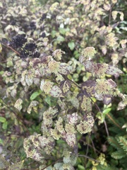 Pycnanthemum muticum