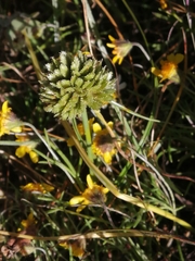 Cyperus seslerioides