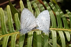 Celastrina lavendularis
