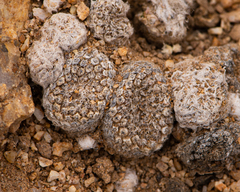 Copiapoa laui